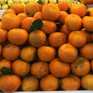 Mandarin amblycarpa 'Nasnaran' - Phoenix Perennilas