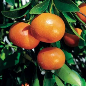 Mandarin unshiu 'Owari' - Phoenix Perennials