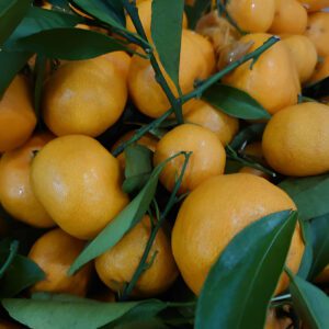 Mandarin unshiu ‘Changsha’ - Phoenix Perennilas