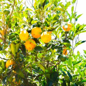 Orange, Sweet ‘US 119’ - Phoenix Perennials