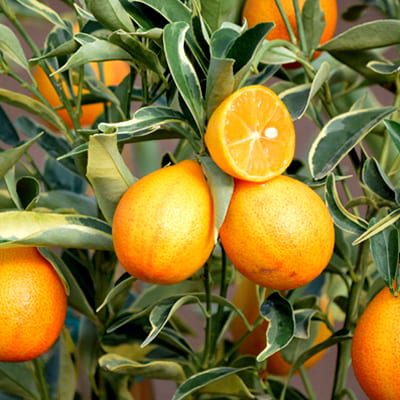 Variegated Kumquat - Phoenix Perennials