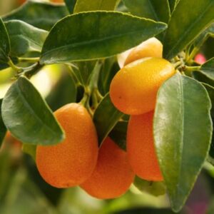 Hardy Kumquat - Phoenix Perennials