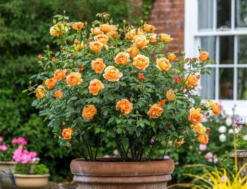 Growing Roses in Containers